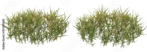 grass, green, grass, meadow, gardening, outdoor landscape, isolated illustration, transparent background. 3d render
