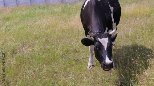 A gentle cow grazes peacefully in a lush green field under a sunny sky near a quiet rural area