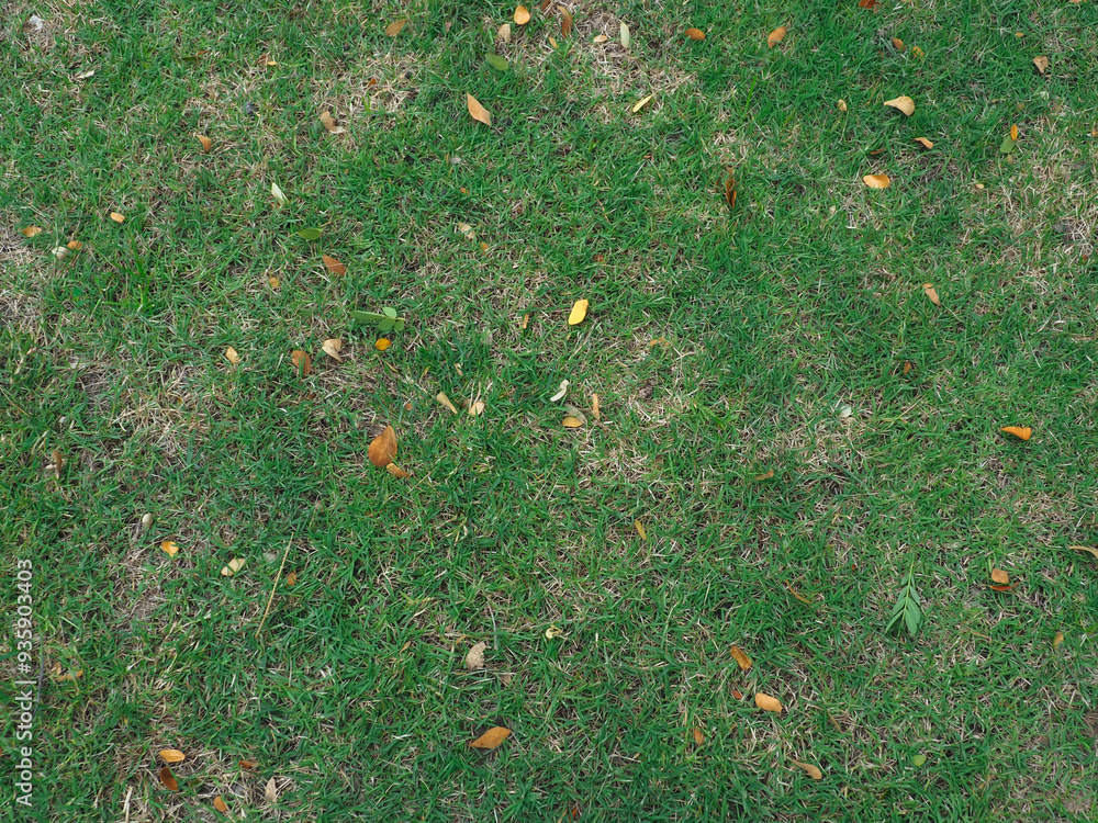 Green grass texture in the rainy season at the garden Green grass texture in the rainy season at the garden