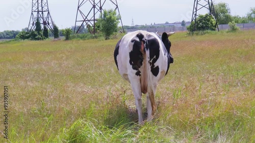 Cow leisurely grazing in a sunny field near power lines on a warm summer afternoon