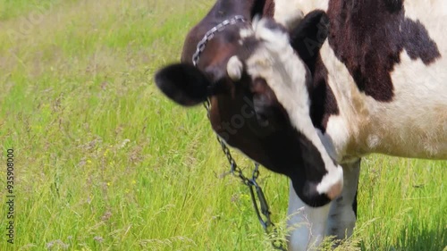 A curious cow explores the vibrant green pasture on a sunny day in early summer