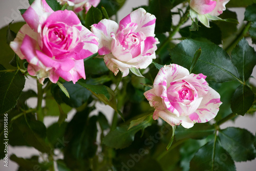 Wallpaper Mural フラッシング Torontodigital.ca