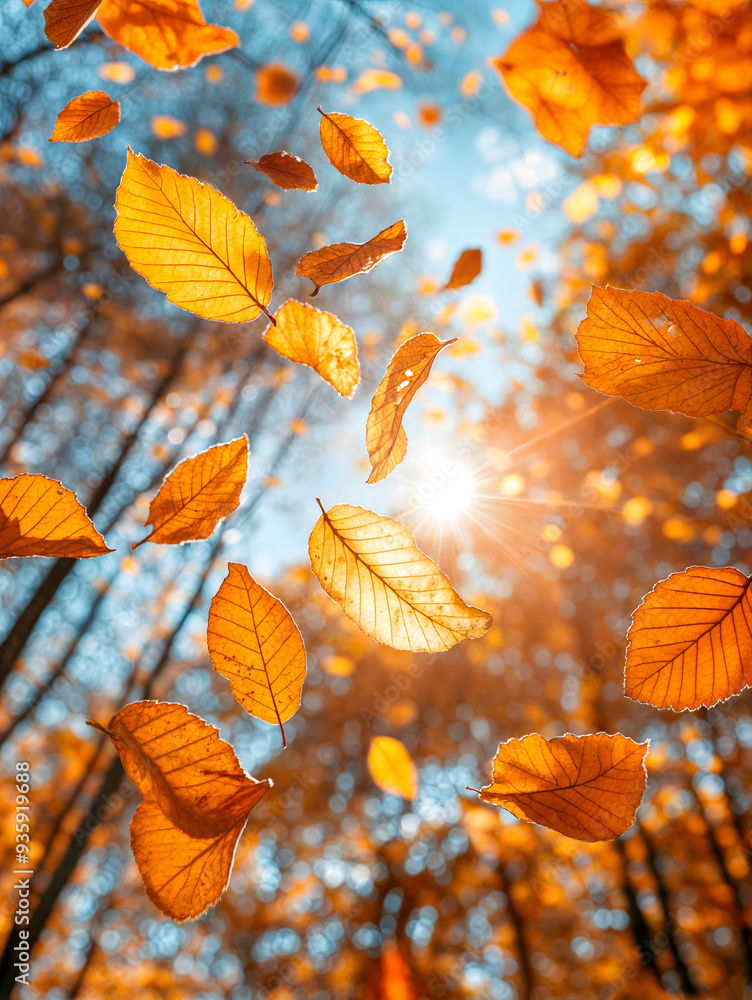Obraz premium Vibrant colourful autumn leaves falling in a forest with bright backlit sunshine