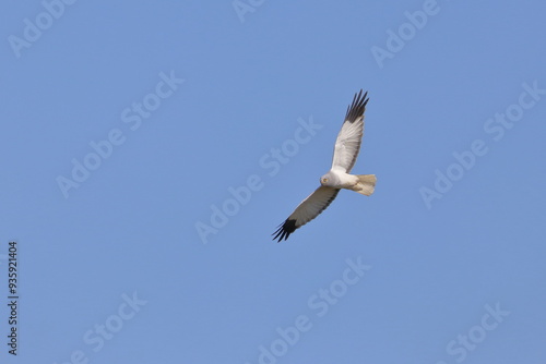 Hen harrier