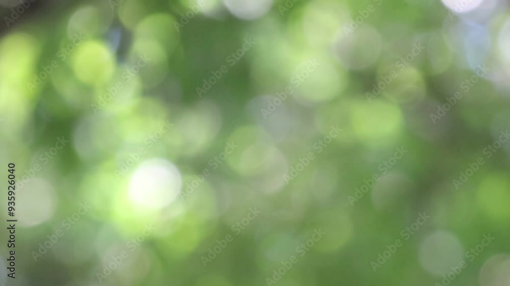 Sunrise Over Trees with Soft Green and White Bokeh Sunrise Over Trees with Soft Green and White Bokeh