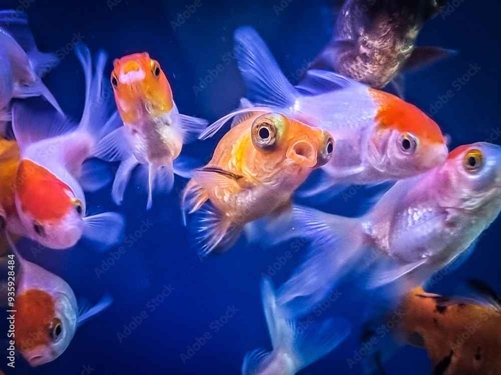 fish in aquarium
