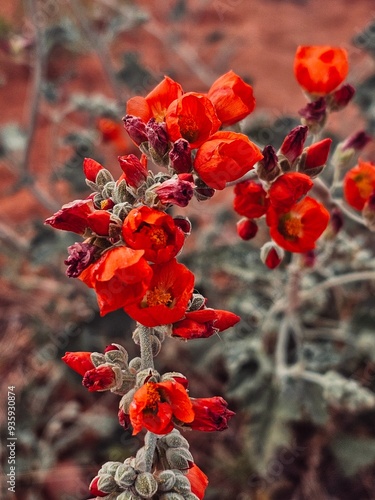 Desert Globemallow flowers in Arizona  photo