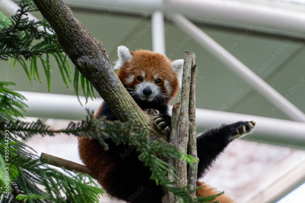 Fototapeta premium Red Panda Sitting On A Tree