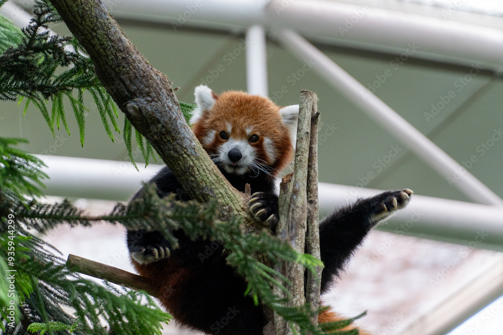 Fototapeta premium Red Panda Sitting On A Tree