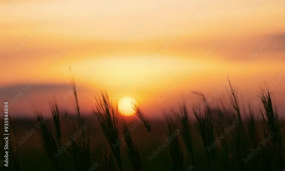 Tranquil 3d landscape at sunset with swaying tall grass Tranquil 3d landscape at sunset with swaying tall grass