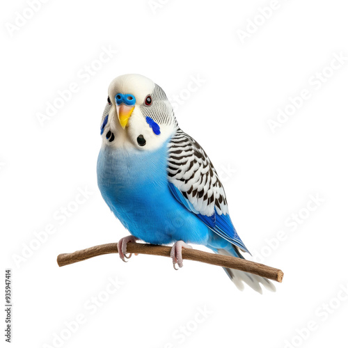 Blue Budgie Perched on a Branch