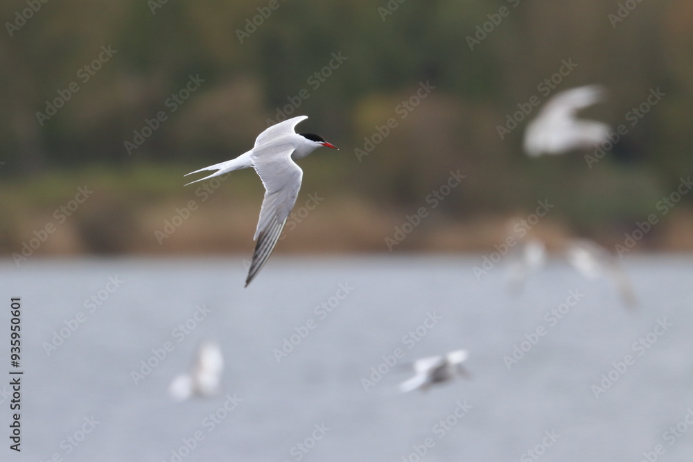 Common tern Common tern