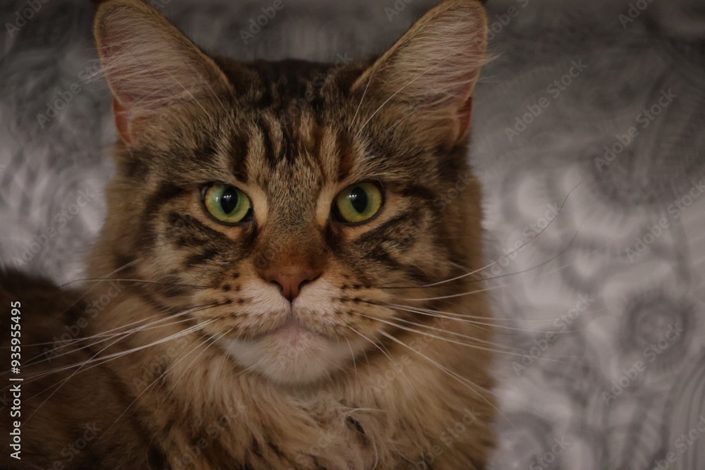 Fototapeta premium close up portrait of a cat