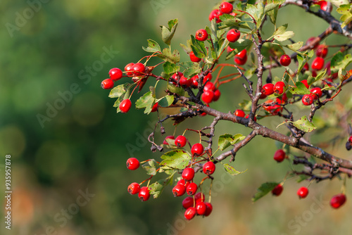 Wallpaper Mural Hawthorn red berries in nature, autumn seasonal background. Torontodigital.ca