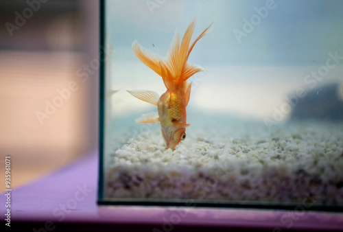 
Veiltail Goldfish (Carassius auratus) swimming upside down in fish tank. Orange fish swimming in fish tank. Aquatic fauna. photo