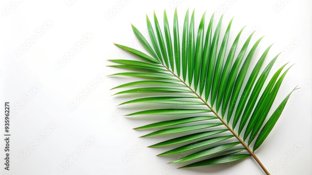 Palm leaf on white background, palm leaf, isolated, tropical, green, nature, plant, background, exotic, botany, fresh Palm leaf on white background, palm leaf, isolated, tropical, green, nature, plant, background, exotic, botany, fresh