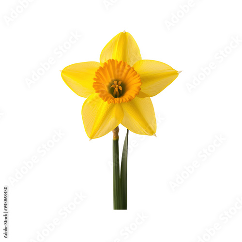 Single Yellow Daffodil Flower Isolated on Black Background