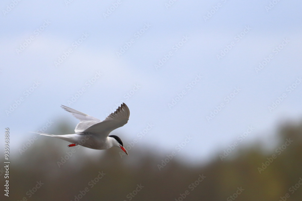 Fototapeta premium Common tern