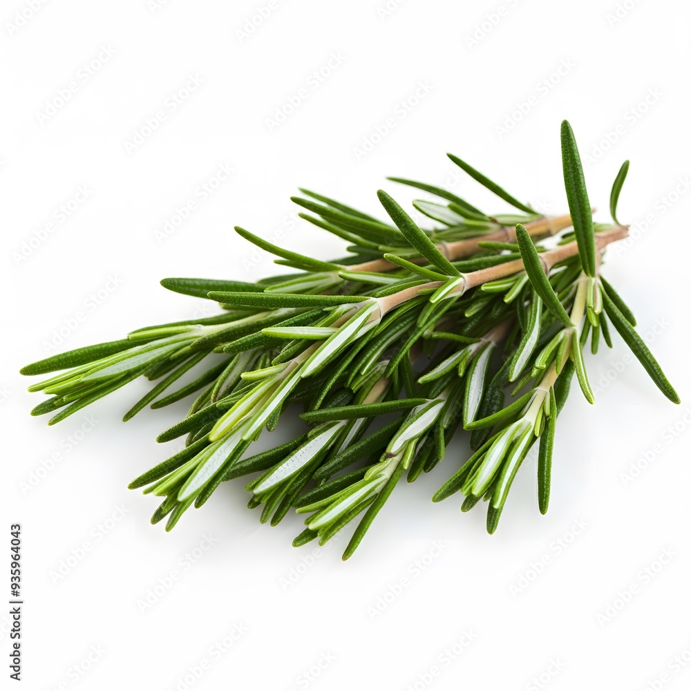 Fresh Rosemary Herb Bunch on a White Background Fresh Rosemary Herb Bunch on a White Background