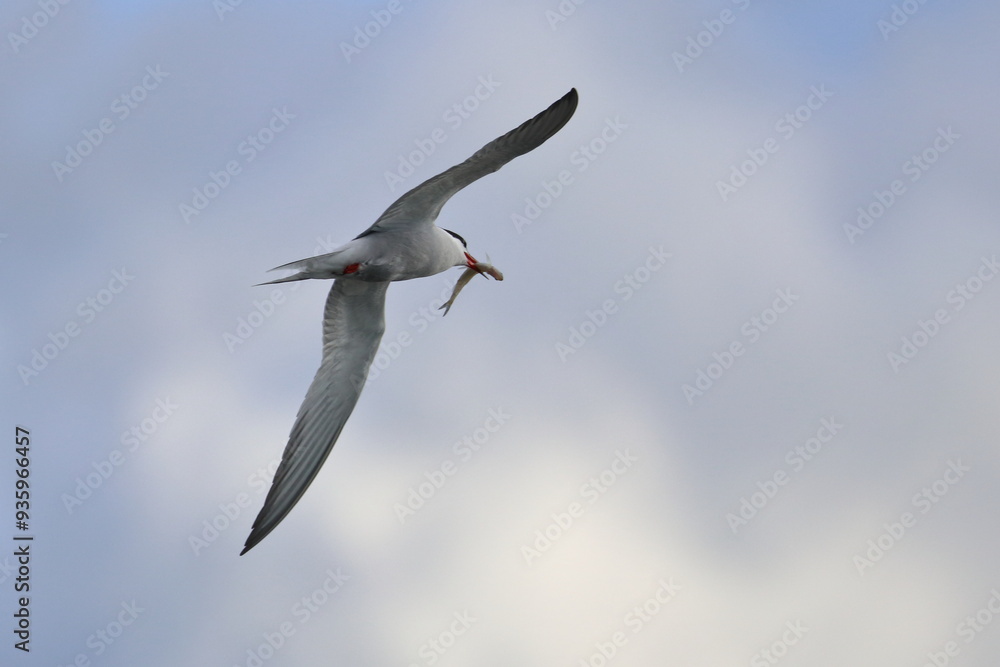 Obraz premium terns