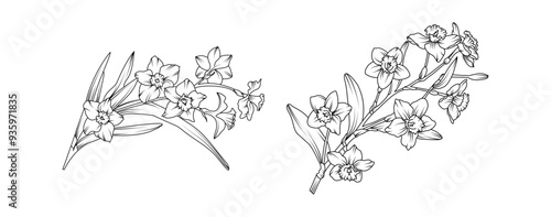 Narcissus flower bouquet arrangement line art on white background. Silhouette Daffodil botanical hand drawn element for wedding, invitation frame design, vector illustration