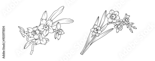 Narcissus flower bouquet arrangement line art on white background. Silhouette Daffodil botanical hand drawn element for wedding, invitation frame design, vector illustration