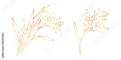 Narcissus lily flowers line art isolated on white background. Luxury daffodil floral golden design elements for invitation, wedding, wallpaper, print template, vector illustration