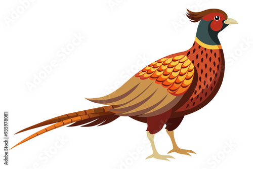 Common pheasant domestic bird vector art illustration 