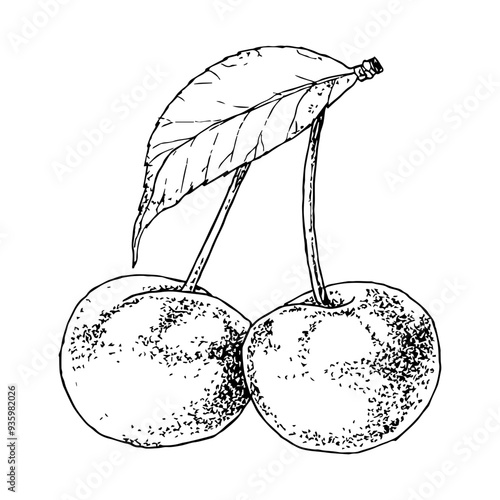Highly detailed, hand drawn, and vectorized illustration of a Cherry. The illustration is fully editable and comes as single file in format SVG.