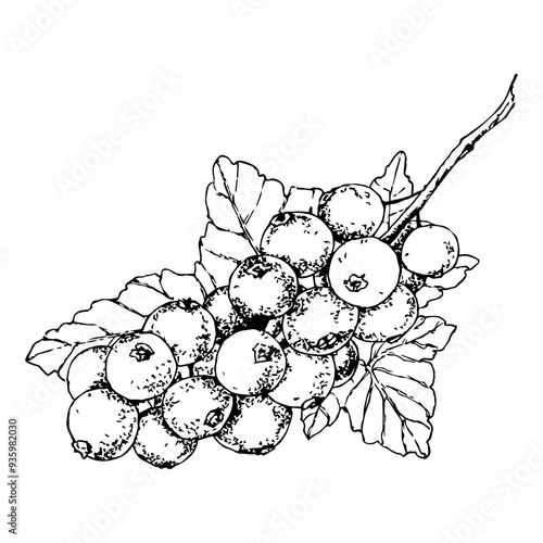 Highly detailed, hand drawn, and vectorized illustration of a Currant. The illustration is fully editable and comes as single file in format SVG.