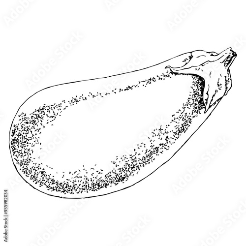 Highly detailed, hand drawn, and vectorized illustration of a Eggplant. The illustration is fully editable and comes as single file in format SVG.