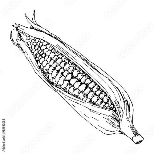 Highly detailed, hand drawn, and vectorized illustration of a Corn. The illustration is fully editable and comes as single file in format SVG.