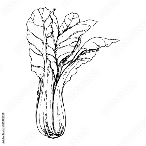 Highly detailed, hand drawn, and vectorized illustration of a Chard. The illustration is fully editable and comes as single file in format SVG.