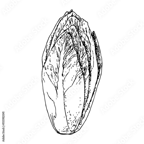 Highly detailed, hand drawn, and vectorized illustration of a Chicory. The illustration is fully editable and comes as single file in format SVG.