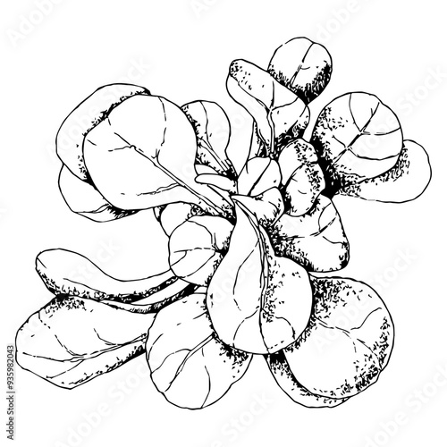 Highly detailed, hand drawn, and vectorized illustration of a Corn Lettuce. The illustration is fully editable and comes as single file in format SVG.