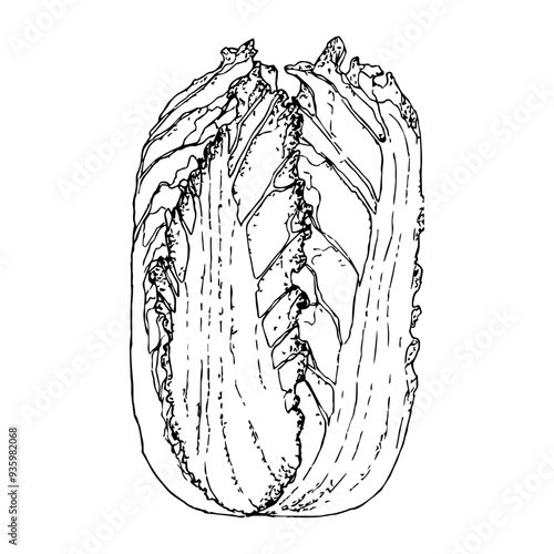 Highly detailed, hand drawn, and vectorized illustration of a Chinese Cabbage. The illustration is fully editable and comes as single file in format SVG.