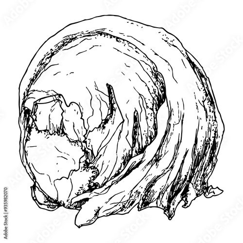 Highly detailed, hand drawn, and vectorized illustration of a Iceberg Lettuce. The illustration is fully editable and comes as single file in format SVG.