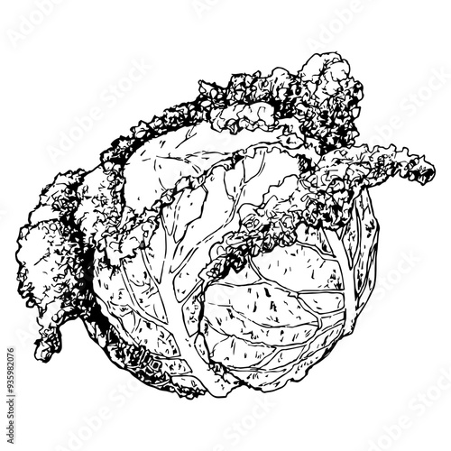 Highly detailed, hand drawn, and vectorized illustration of a Savoy. The illustration is fully editable and comes as single file in format SVG.