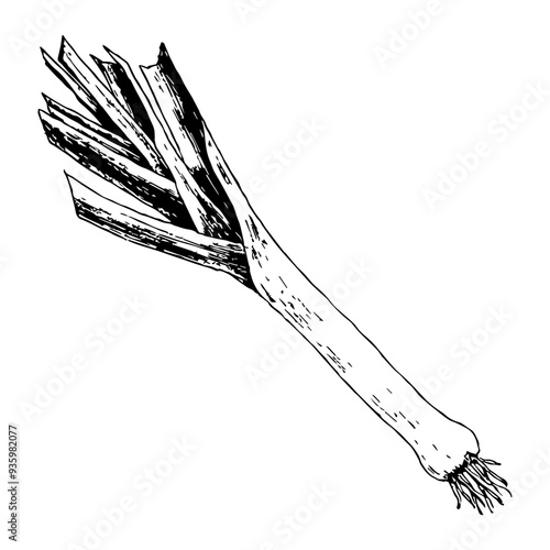 Highly detailed, hand drawn, and vectorized illustration of a Leek. The illustration is fully editable and comes as single file in format SVG.