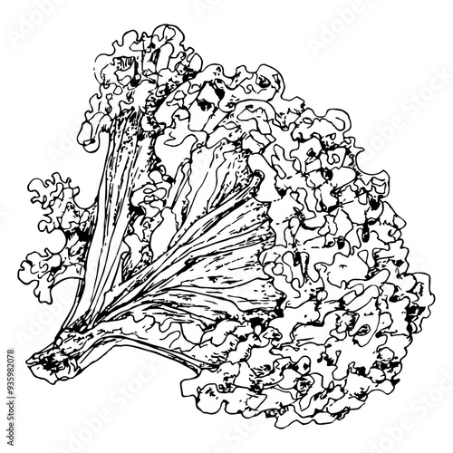Highly detailed, hand drawn, and vectorized illustration of a Endive. The illustration is fully editable and comes as single file in format SVG.