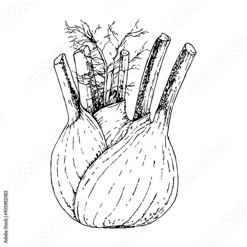 Highly detailed, hand drawn, and vectorized illustration of a Fennel. The illustration is fully editable and comes as single file in format SVG.