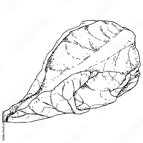 Highly detailed, hand drawn, and vectorized illustration of a Pointed Cabbage. The illustration is fully editable and comes as single file in format SVG.