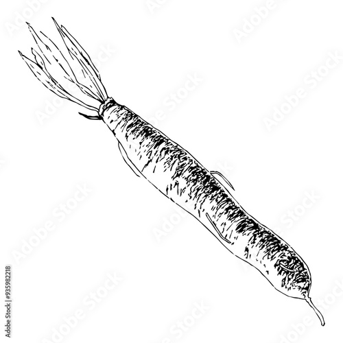 Highly detailed, hand drawn, and vectorized illustration of a Salsify. The illustration is fully editable and comes as single file in format SVG.