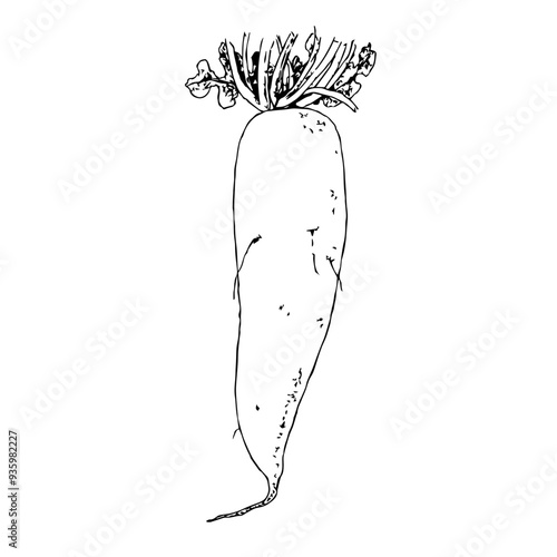 Highly detailed, hand drawn, and vectorized illustration of a Radish. The illustration is fully editable and comes as single file in format SVG.