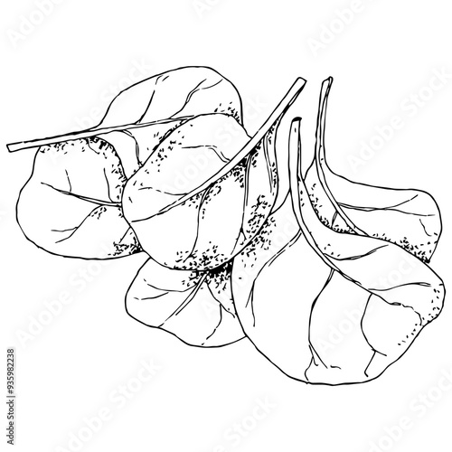 highly detailed, hand drawn, and vectorized illustration of a spinach. the illustration is fully editable and comes as single file in format svg
