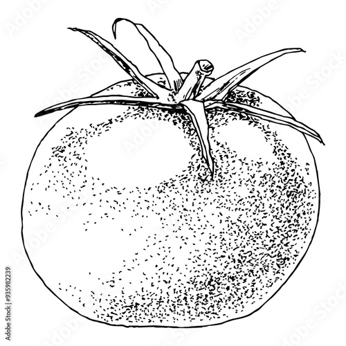 highly detailed, hand drawn, and vectorized illustration of a tomato. the illustration is fully editable and comes as single file in format svg