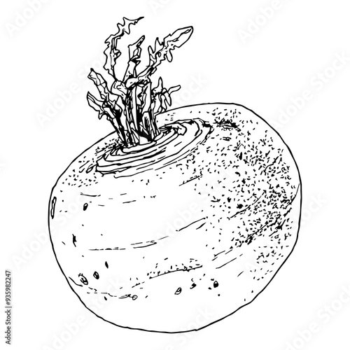 Highly detailed, hand drawn, and vectorized illustration of a Turnip. The illustration is fully editable and comes as single file in format SVG.