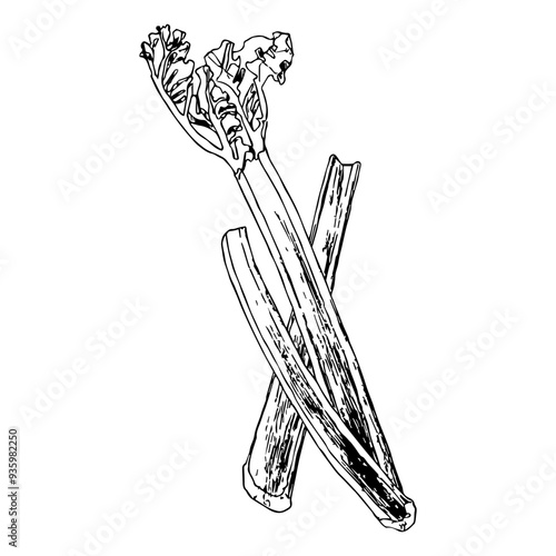 Highly detailed, hand drawn, and vectorized illustration of a Rhubarb. The illustration is fully editable and comes as single file in format SVG.