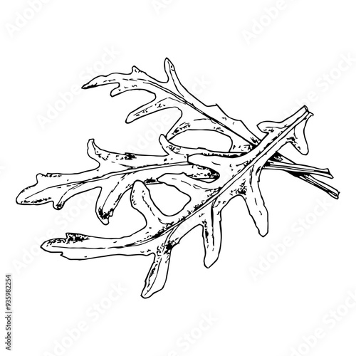 highly detailed, hand drawn, and vectorized illustration of a rucula. the illustration is fully editable and comes as single file in format svg
