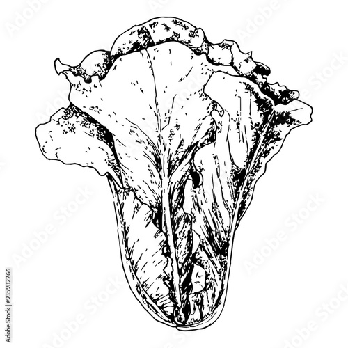 Highly detailed, hand drawn, and vectorized illustration of a Romaine Lettuce. The illustration is fully editable and comes as single file in format SVG.